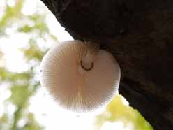 paddenstoel onderaan een boom