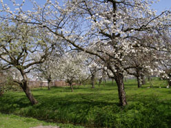 fruitbomen in bloei