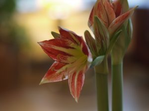 20161120amaryllis