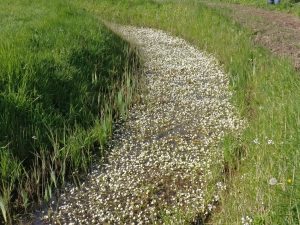 Grote weergave
