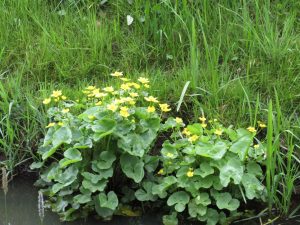 Grote weergave