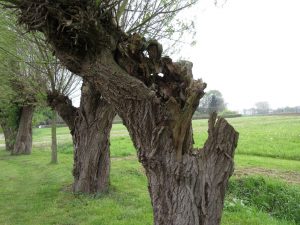 Grote weergave