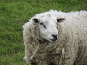 Grote weergave