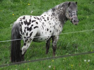 Grote weergave