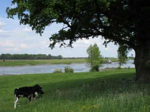 Grote weergave