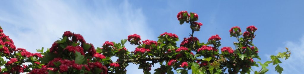 Grote weergave