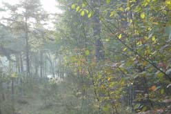 's Morgens vroeg op de Veluwe