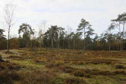 Tussen Maarn en Austerlitz