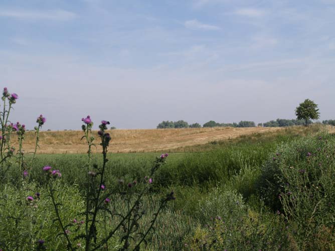 Afferdense uiterwaarden