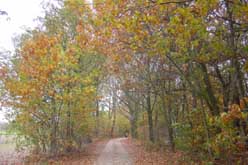 Zwarte veen