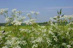 Veldbloemen