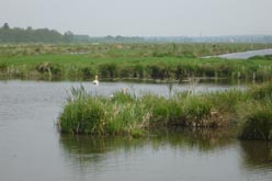 Watergebied voor broedvogels