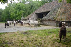 Geiten boerderij