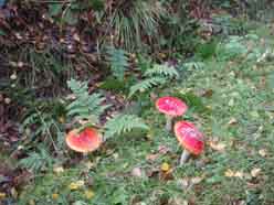 Paddenstoelen