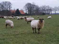 schapen