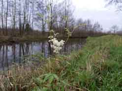 Spirea