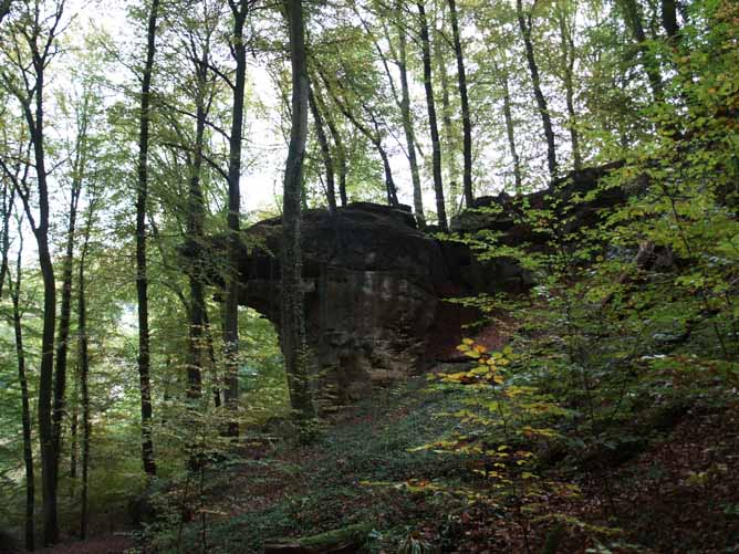 In het bos