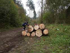 Hout in het bos