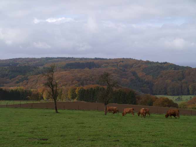 Koeien in het landschap