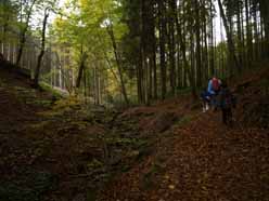 In het bos