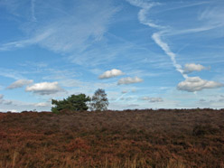 Veluwe