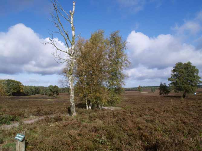 Heide bij Heeerde