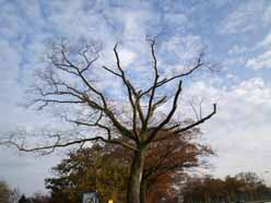 Kale bomen