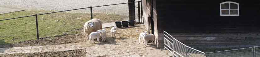 schaap met lammetjes