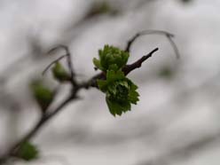 knoppen aan de bomen