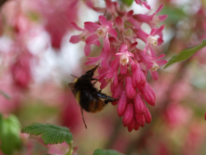 Ribes met bij