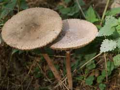 paddenstoelen