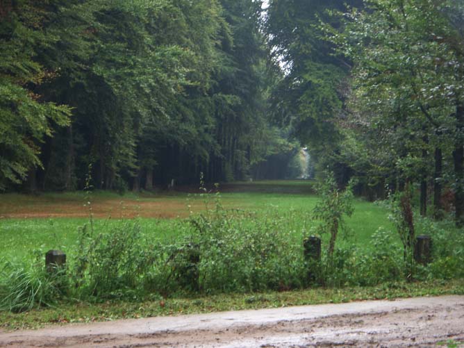 Bos nabij kasteel Vorden