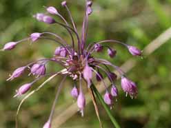 Alpen bloemen