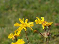 Alpenbloemen