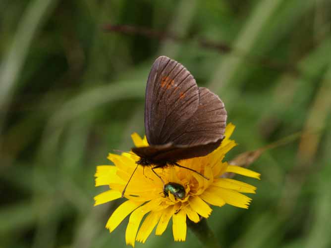 flora en fauna