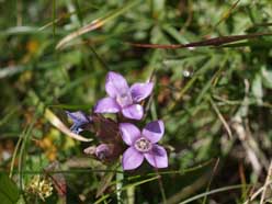 Alpenbloemen