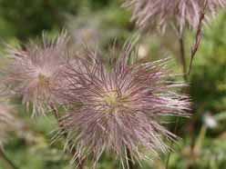 Alpenbloemen