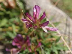 Alpenbloemen