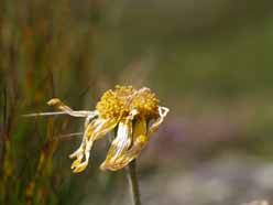 Arnica