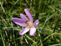 Alpenbloemen