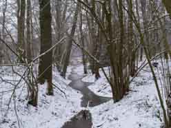 in het bos