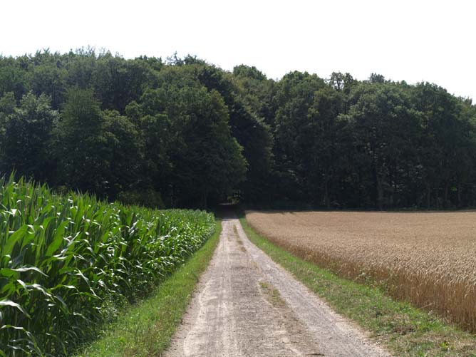 Het reichswald