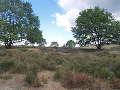 Mookerheide