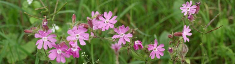 bloemen