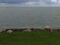 Schapen