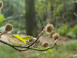 Beukenootjes